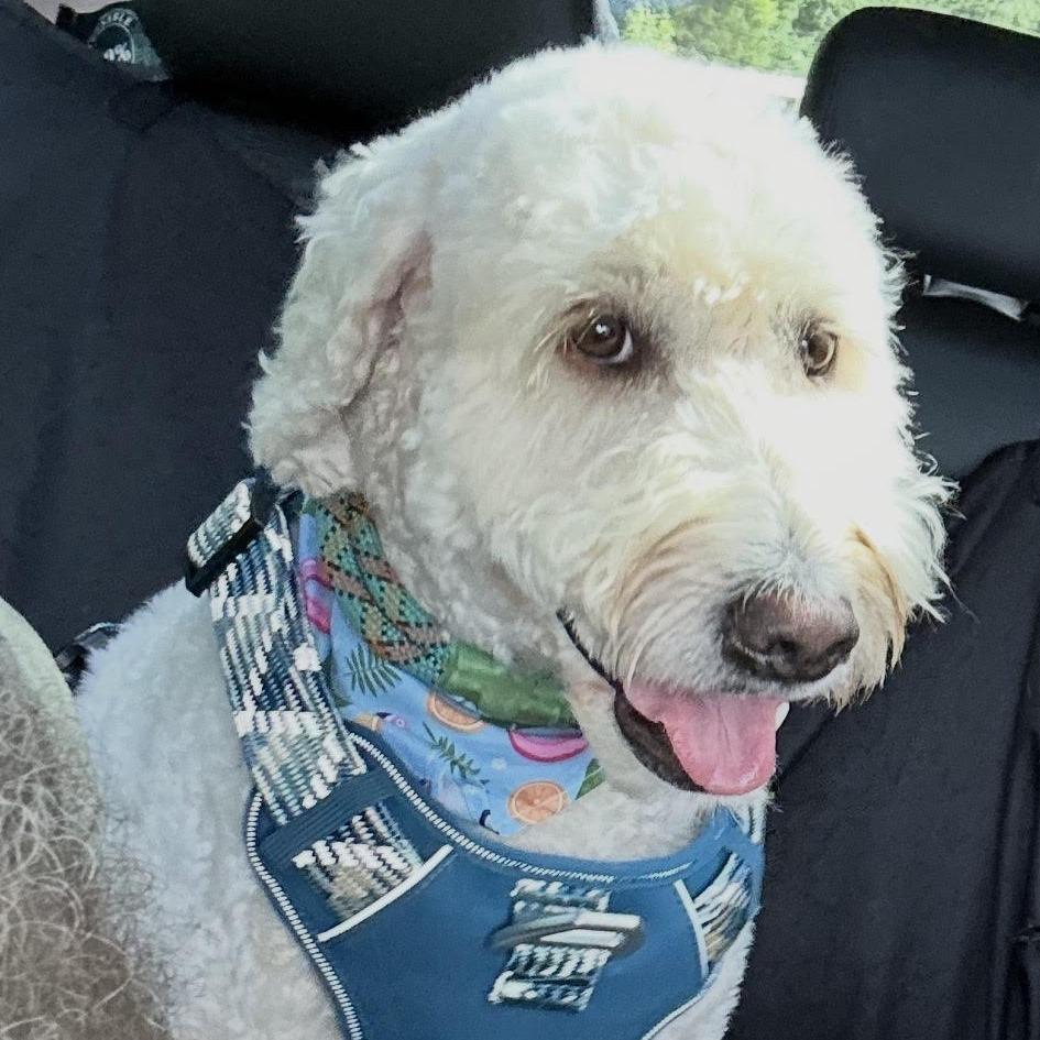 Enlarge Dolly, an adopted Goldendoodle in Stokesdale, NC image 3/6