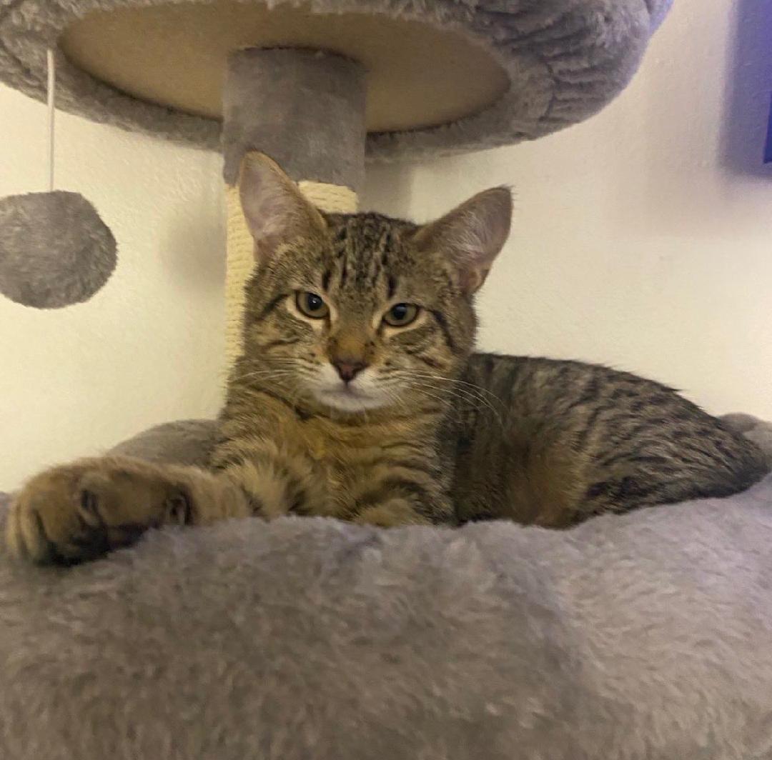 Enlarge Gala, an adopted Tabby in Seattle, WA image 4/4