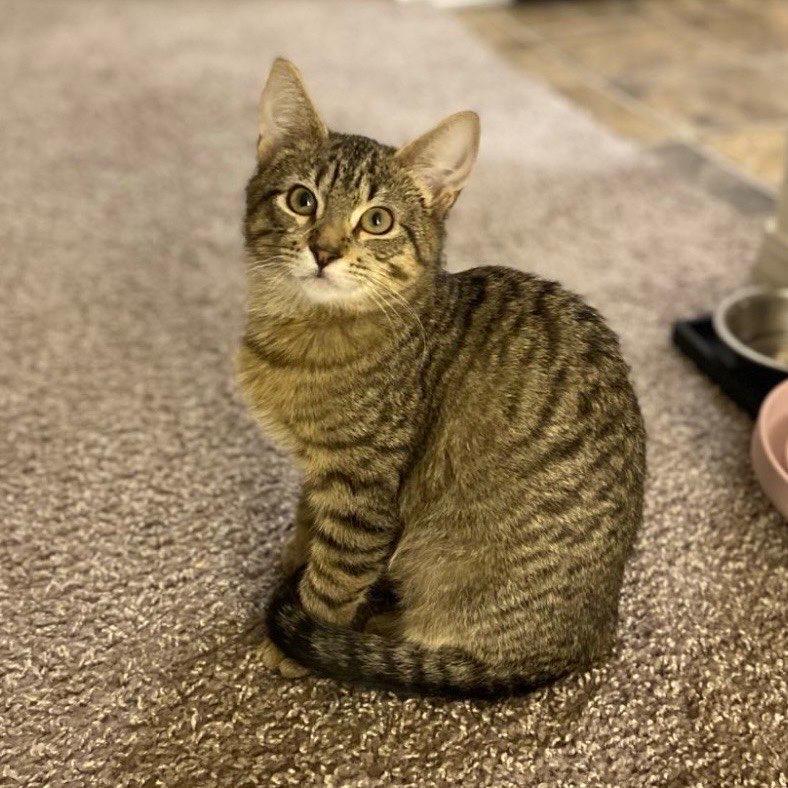 Enlarge Gala, an adopted Tabby in Seattle, WA image 1/4