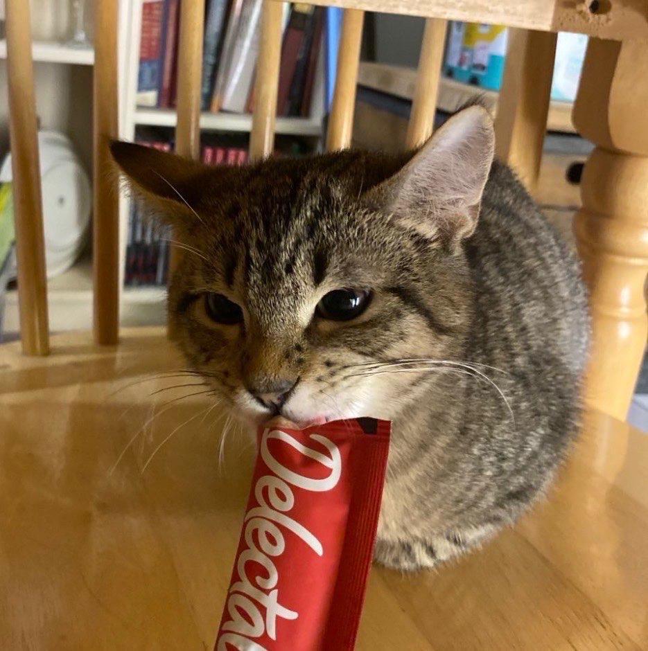 Enlarge Gala, an adopted Tabby in Seattle, WA image 2/4