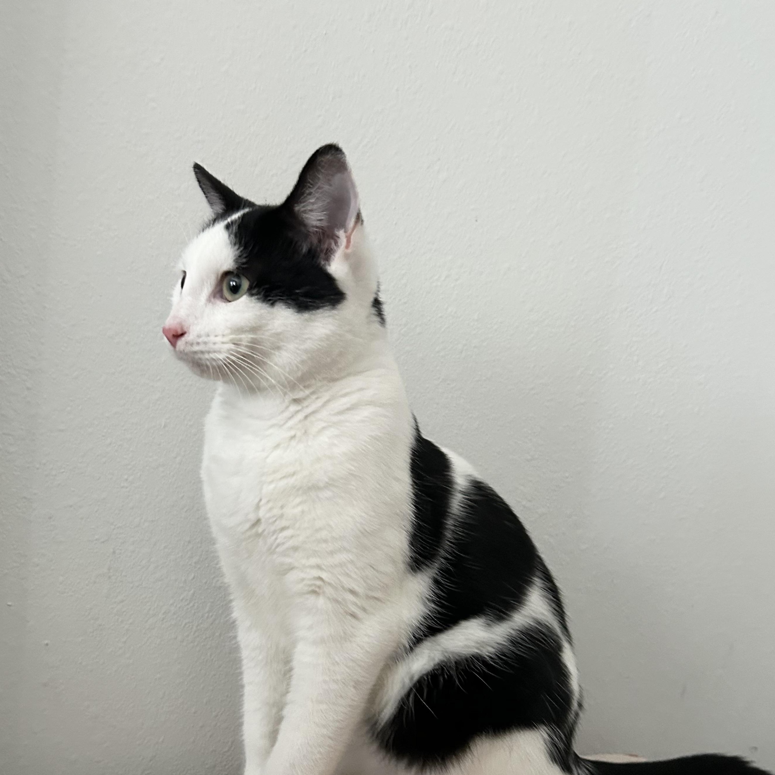 Enlarge Marshmallow, a Adoptable mixed breed in Portland, OR image 4/6