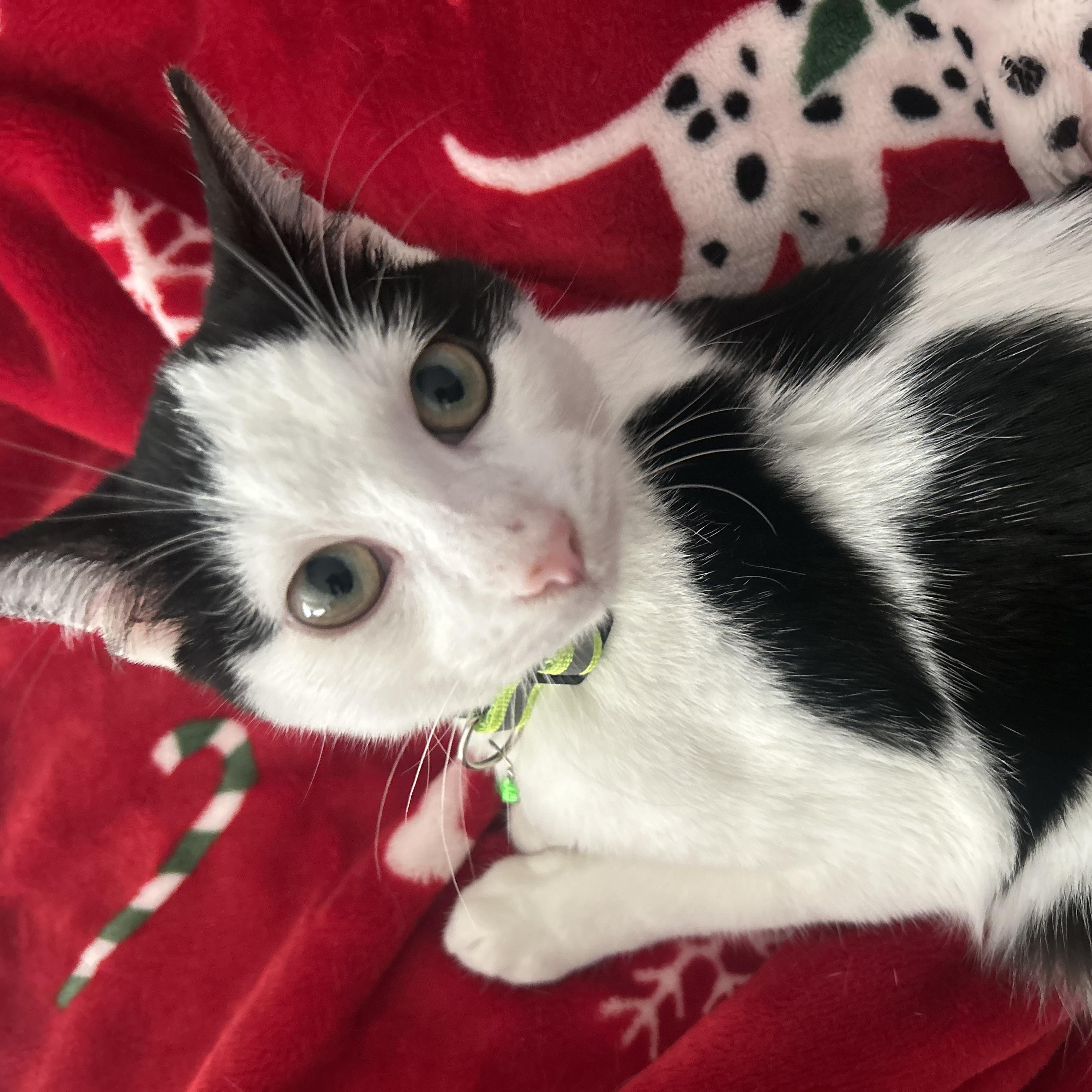 Enlarge Marshmallow, a Adoptable mixed breed in Portland, OR image 3/6