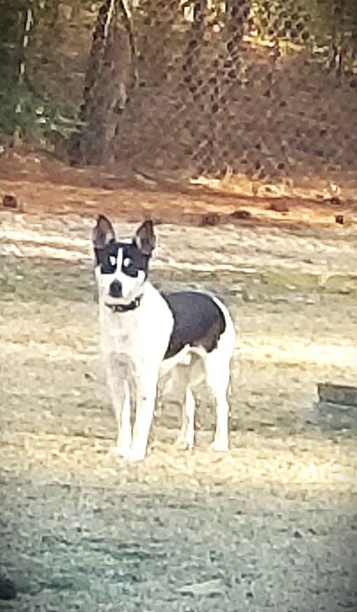 Panda, a Adoptable mixed breed in Carthage, NC image 2/3