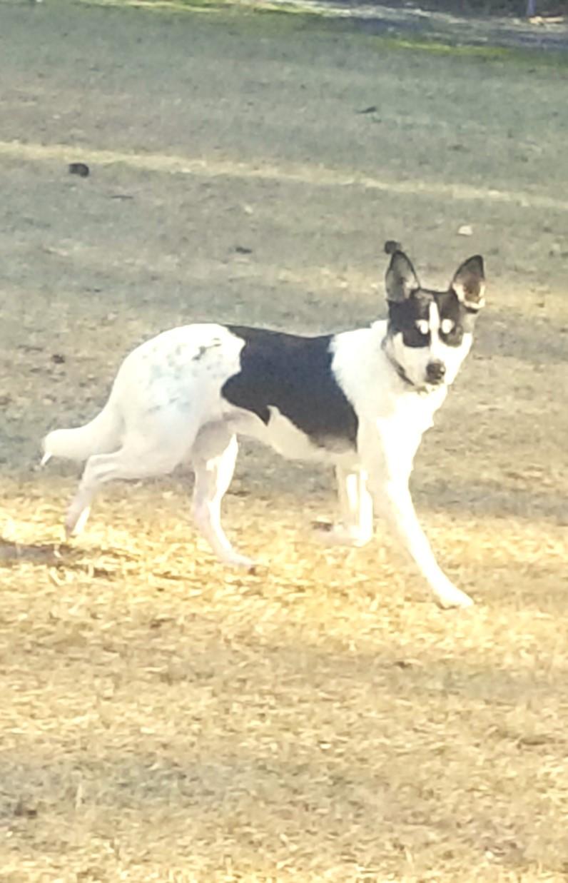 Panda, a Adoptable mixed breed in Carthage, NC image 3/3