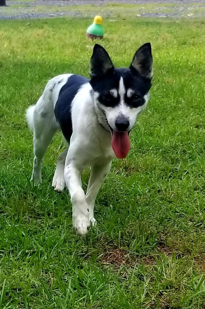 Panda, Adoptable, Adult Male Jack Russell Terrier & Feist.