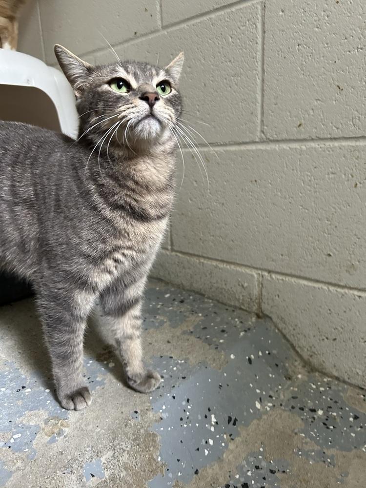 Enlarge Jessie, a Adoptable Domestic Short Hair in Ontario, CA image 1/3