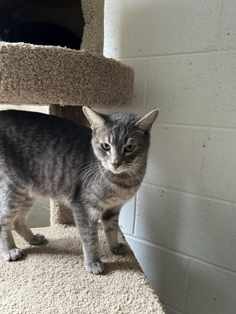 Enlarge Jessie, a Adoptable Domestic Short Hair in Ontario, CA image 2/3
