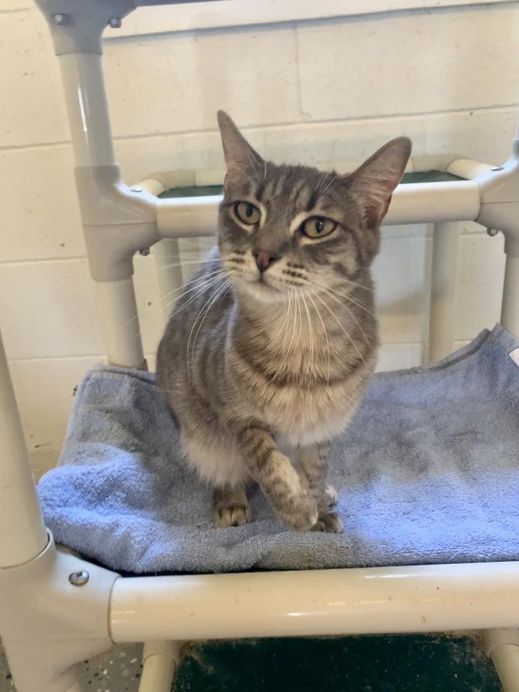 Jessie, Adoptable, Adult Female Domestic Short Hair.