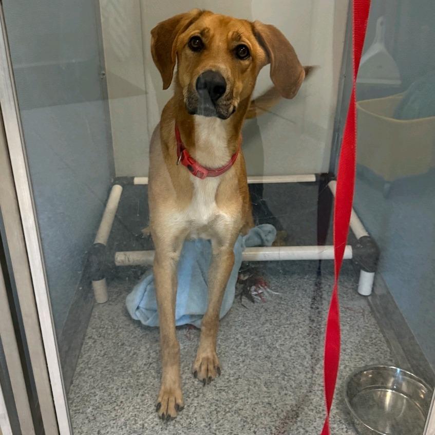 Enlarge Hank, a Adoptable mixed breed in Columbia Station, OH image 2/6