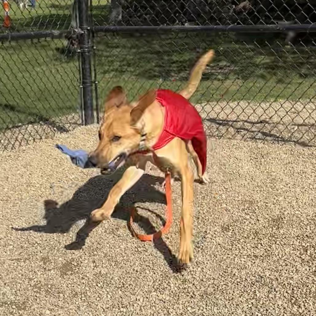 Enlarge Hank, a Adoptable mixed breed in Columbia Station, OH image 3/6