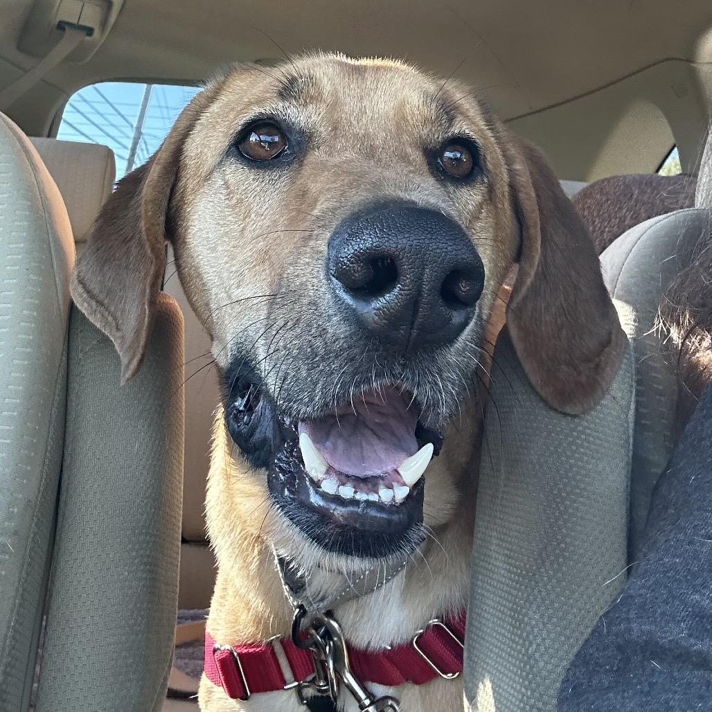 Enlarge Hank, a Adoptable mixed breed in Columbia Station, OH image 4/6