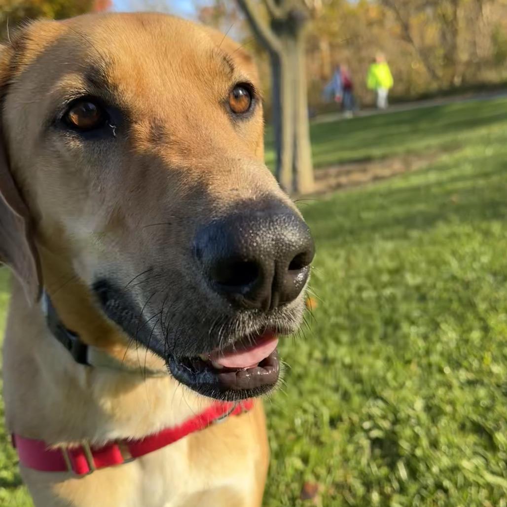 Enlarge Hank, a Adoptable mixed breed in Columbia Station, OH image 5/6