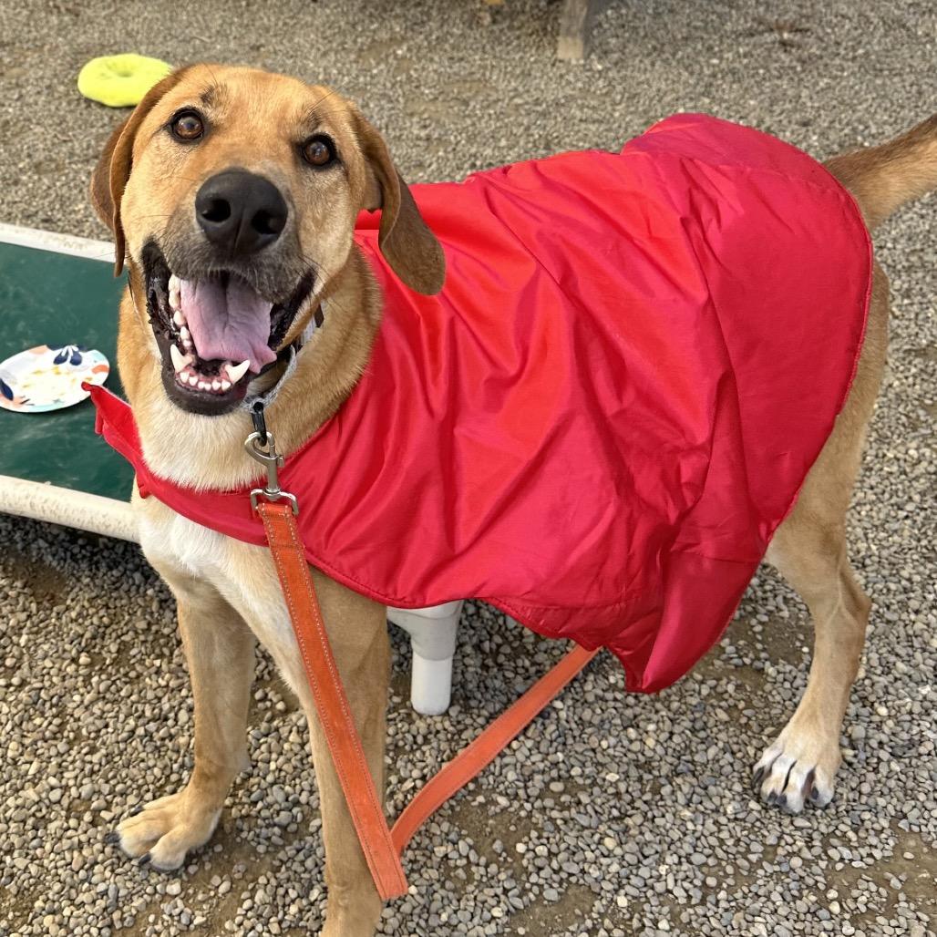 Enlarge Hank, a Adoptable mixed breed in Columbia Station, OH image 6/6