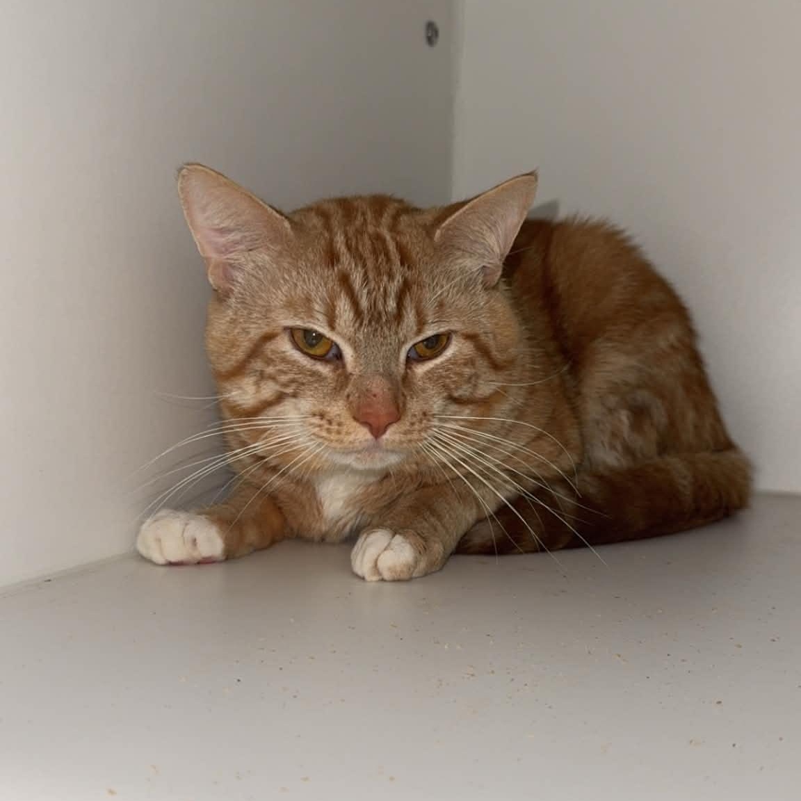 Panthro, a ADOPTABLE American Shorthair in Danbury, CT image 3/3