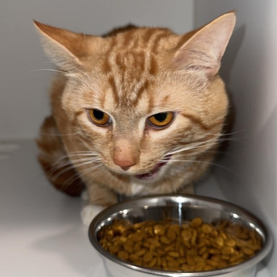 Panthro, a ADOPTABLE American Shorthair in Danbury, CT image 2/3