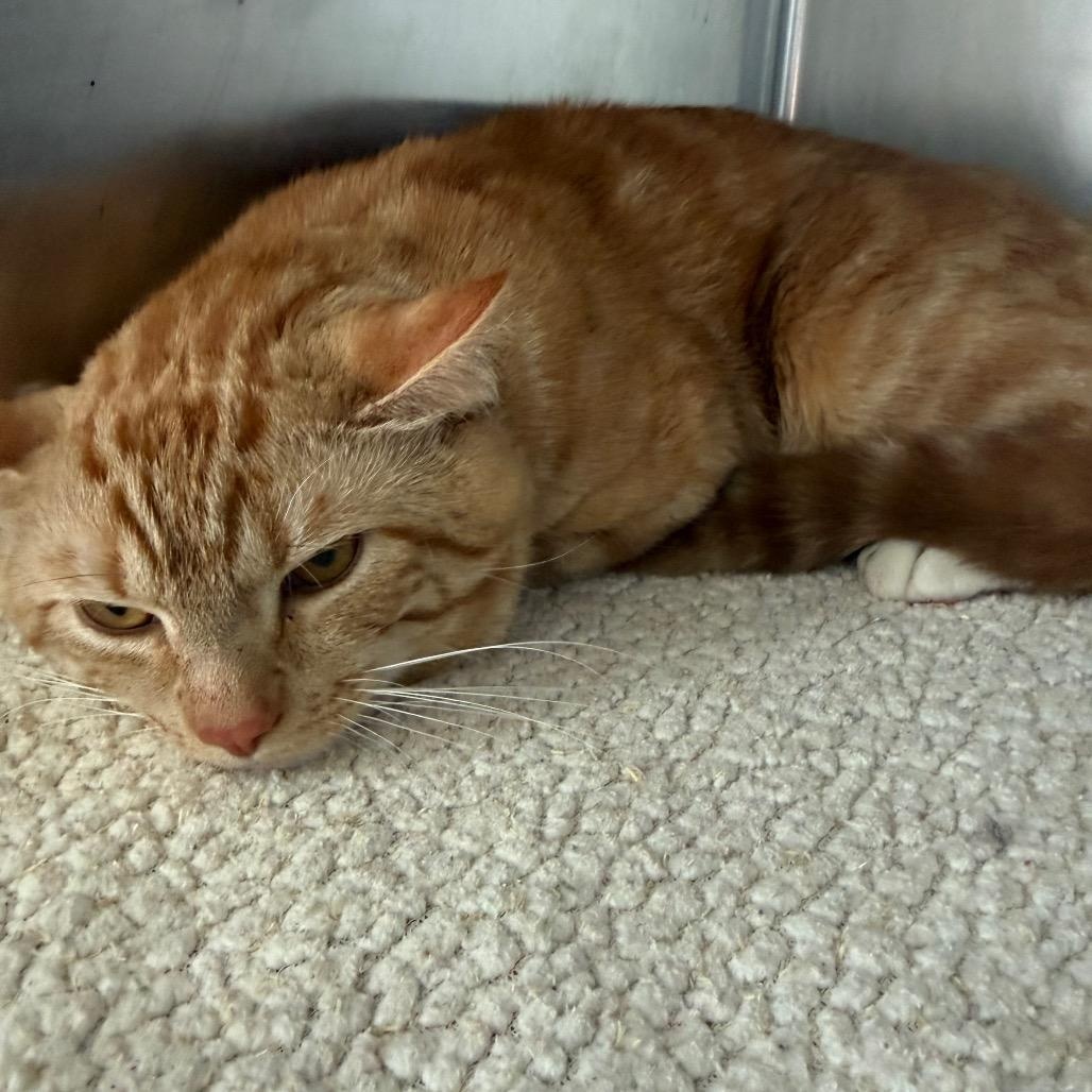 Panthro, a ADOPTABLE American Shorthair in Danbury, CT image 1/3