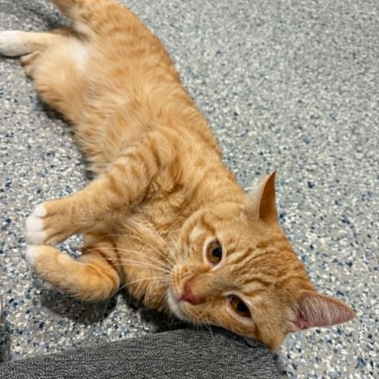 Panthro, ADOPTABLE, Adult Male American Shorthair.