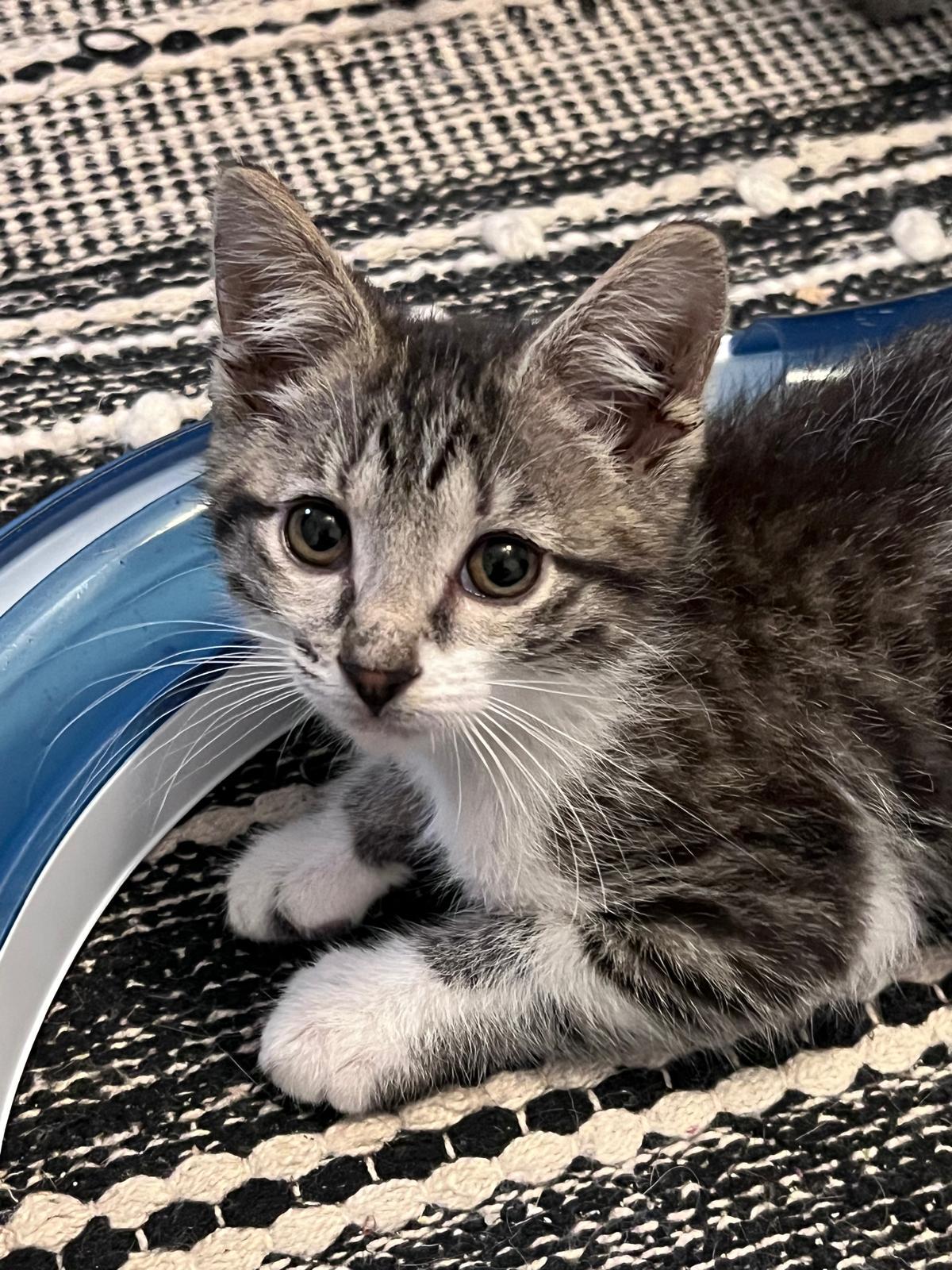 Enlarge Tilly (bonded with Timmy), a ADOPTABLE Domestic Short Hair in Atlanta, GA image 2/4