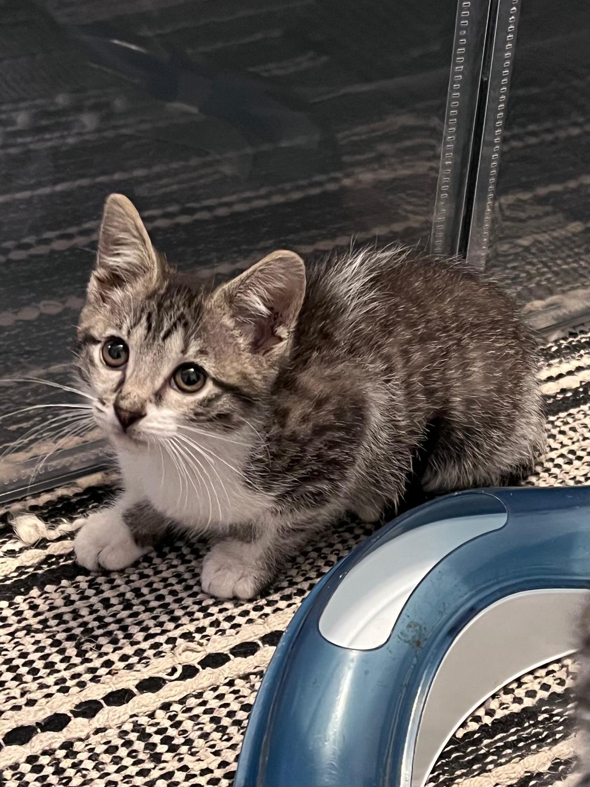 Enlarge Tilly (bonded with Timmy), a ADOPTABLE Domestic Short Hair in Atlanta, GA image 3/4