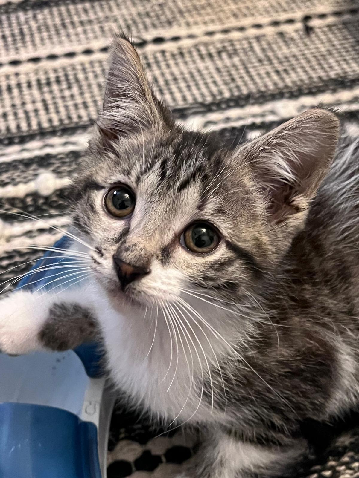 Tilly (bonded with Timmy), ADOPTABLE, Kitten Female Domestic Short Hair.