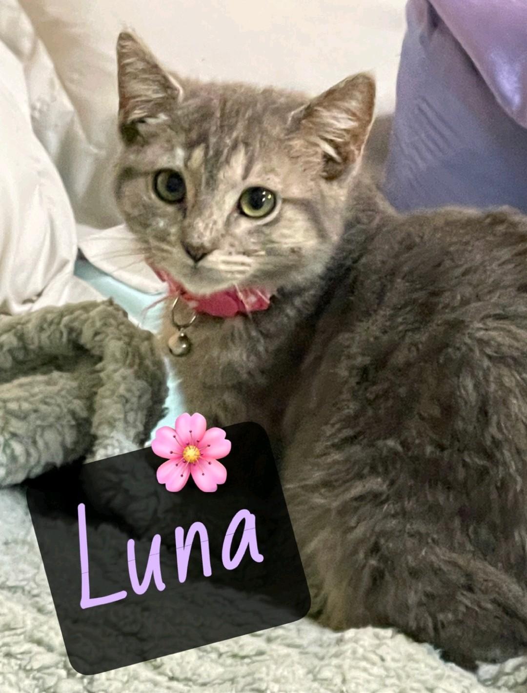 Luna, ADOPTABLE, Kitten Female Domestic Short Hair.