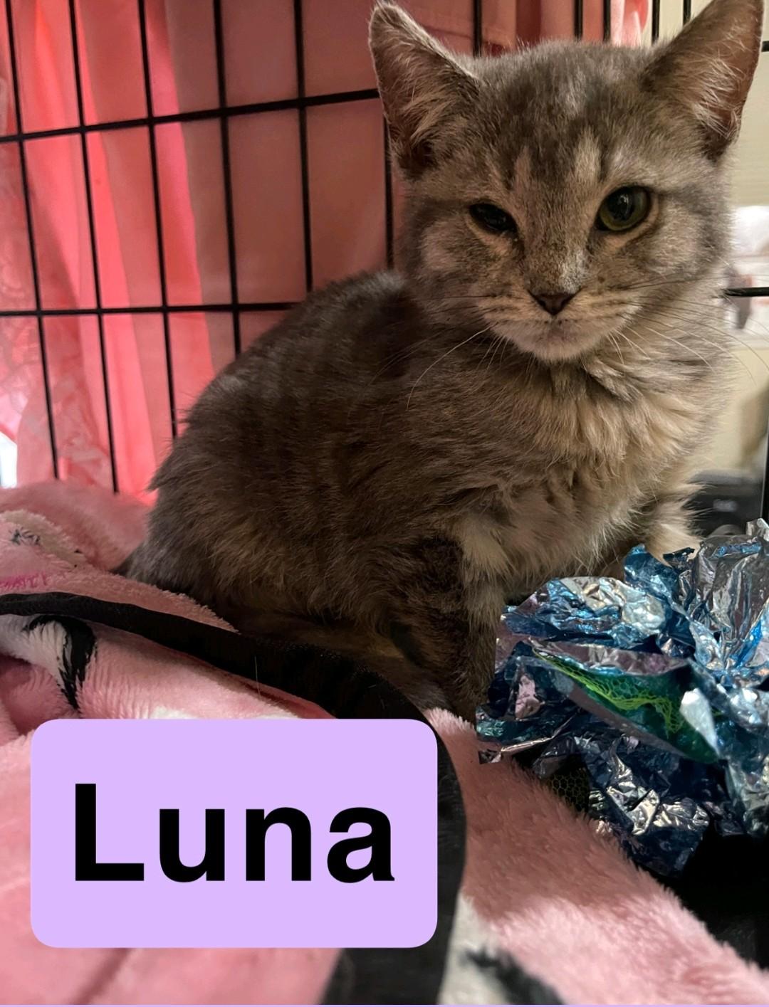 Enlarge Luna, a ADOPTABLE Domestic Short Hair in Reno, NV image 1/1