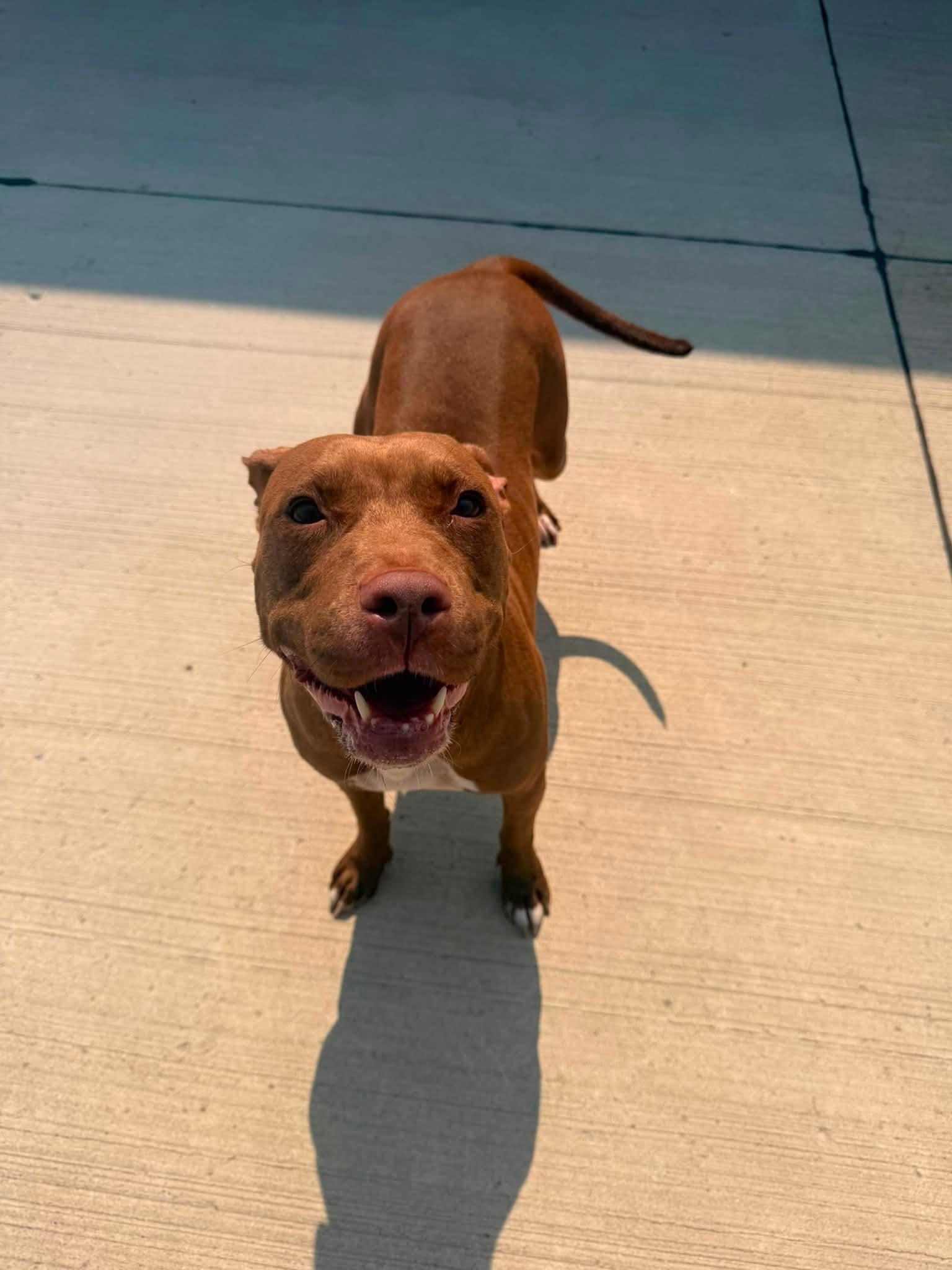 Scarlet, a ADOPTABLE mixed breed in Lincoln Park, MI image 1/3