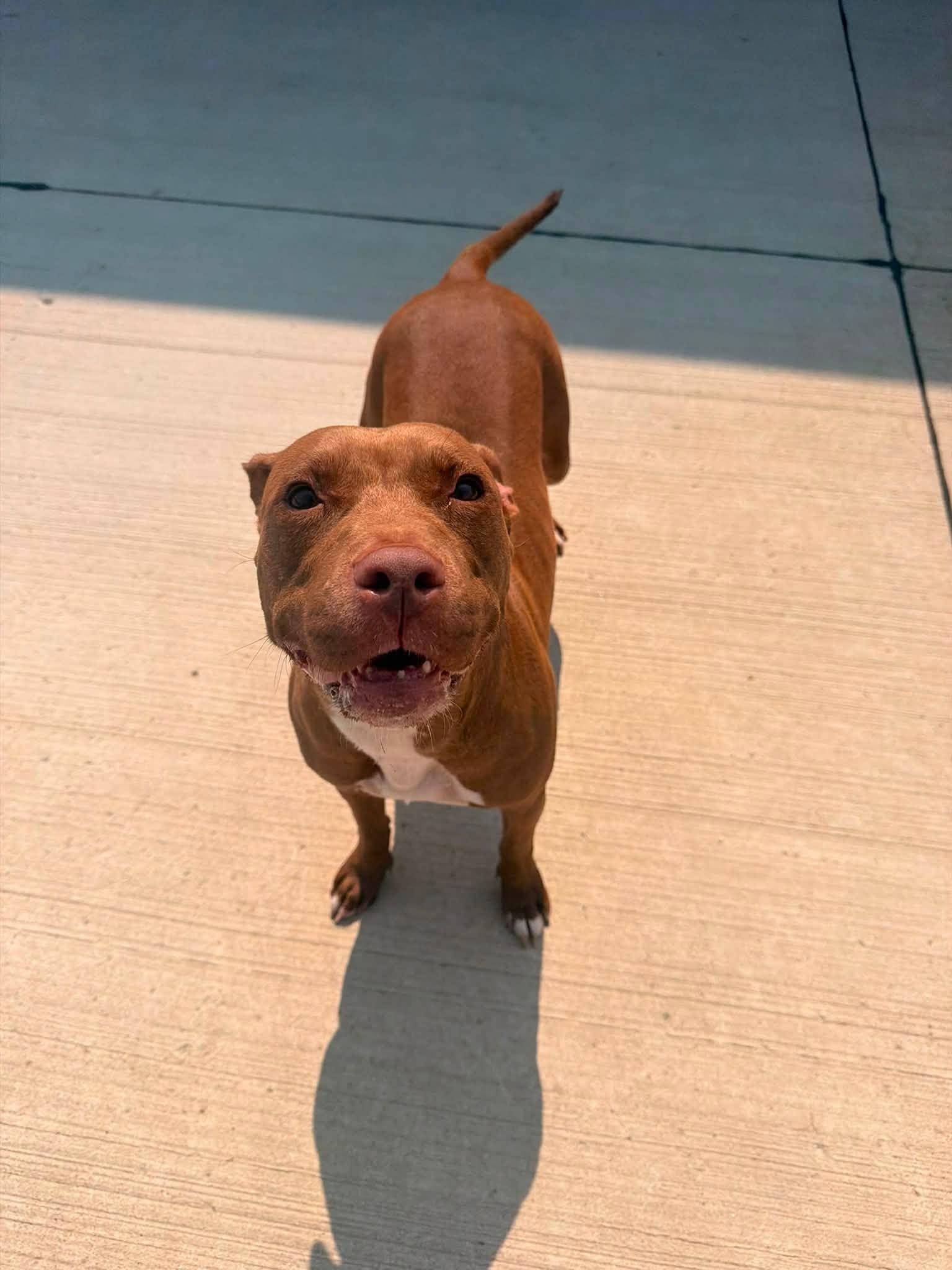 Scarlet, a ADOPTABLE mixed breed in Lincoln Park, MI image 2/3