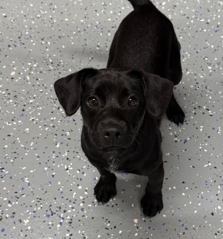 Mikey, a Adoptable Mixed Breed in Yankton, SD image 2/6
