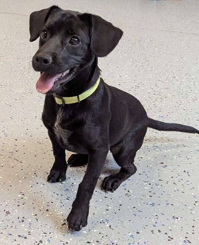 Mikey, a Adoptable Mixed Breed in Yankton, SD image 3/6