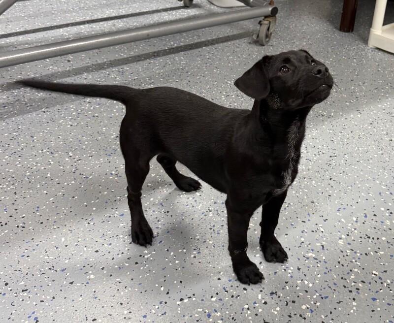 Mikey, a Adoptable Mixed Breed in Yankton, SD image 4/6