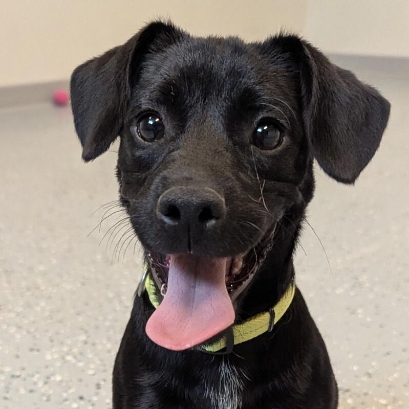 Mikey, a Adoptable Mixed Breed in Yankton, SD image 5/6