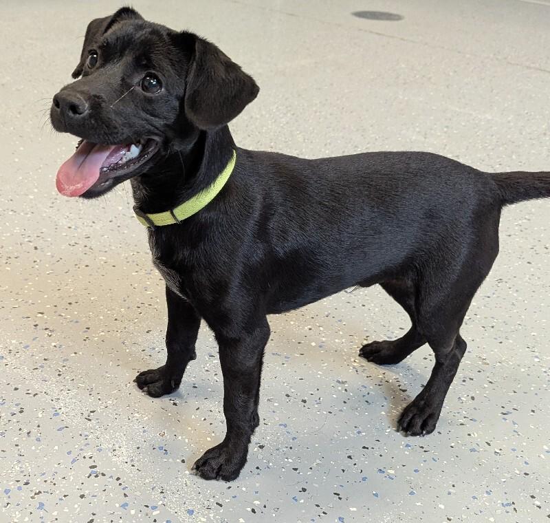 Mikey, a Adoptable Mixed Breed in Yankton, SD image 6/6