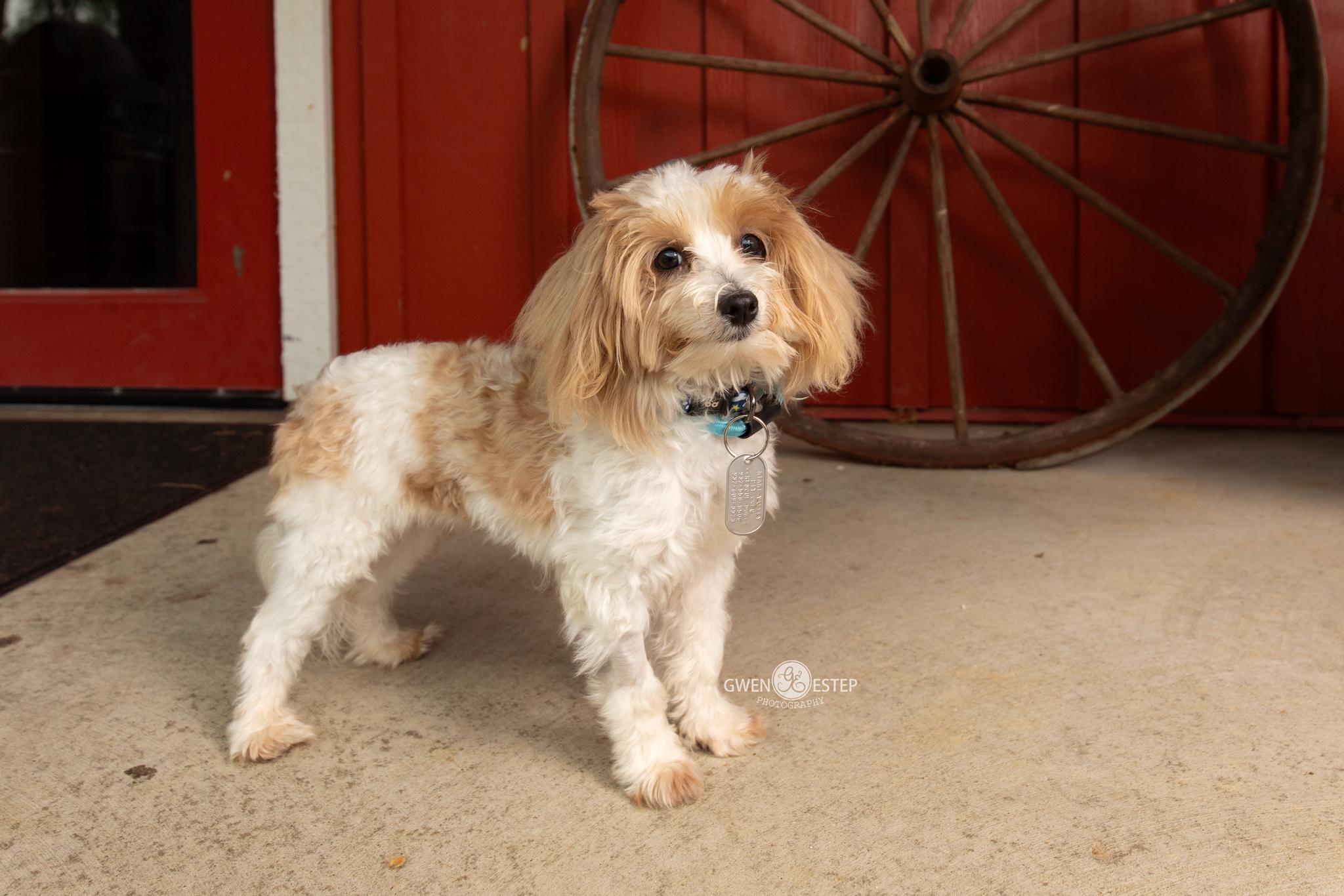Jubilee, Adopted, Young Male Maltese.