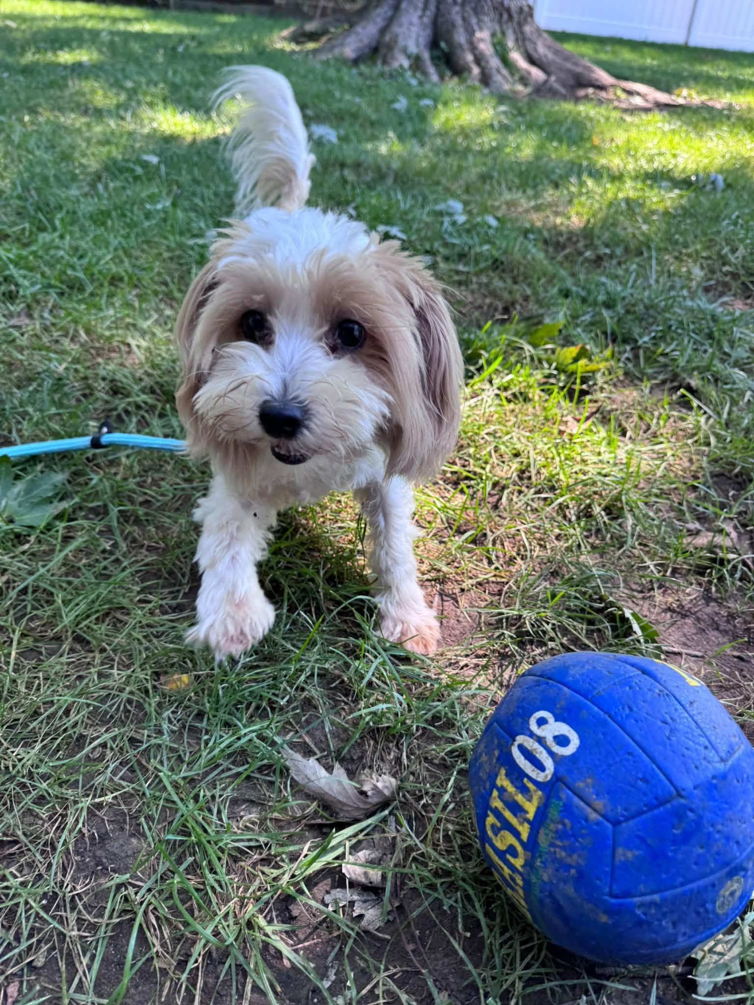 Enlarge Jubilee, a Adopted mixed breed in Dayton, OH image 5/6