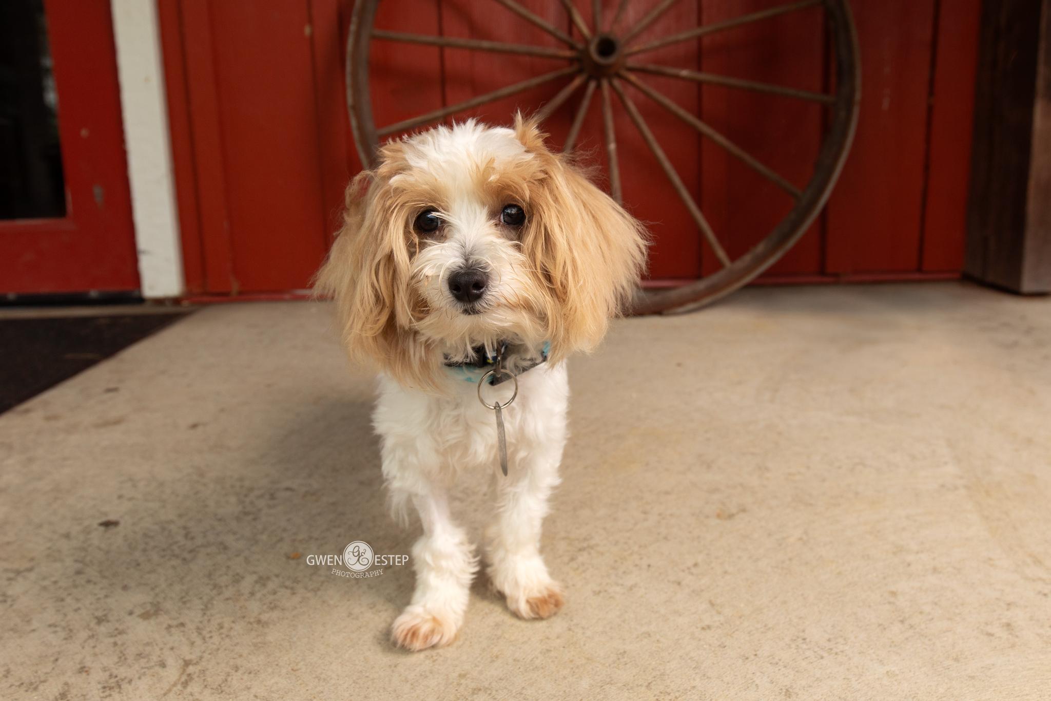 Enlarge Jubilee, a Adopted mixed breed in Dayton, OH image 2/6