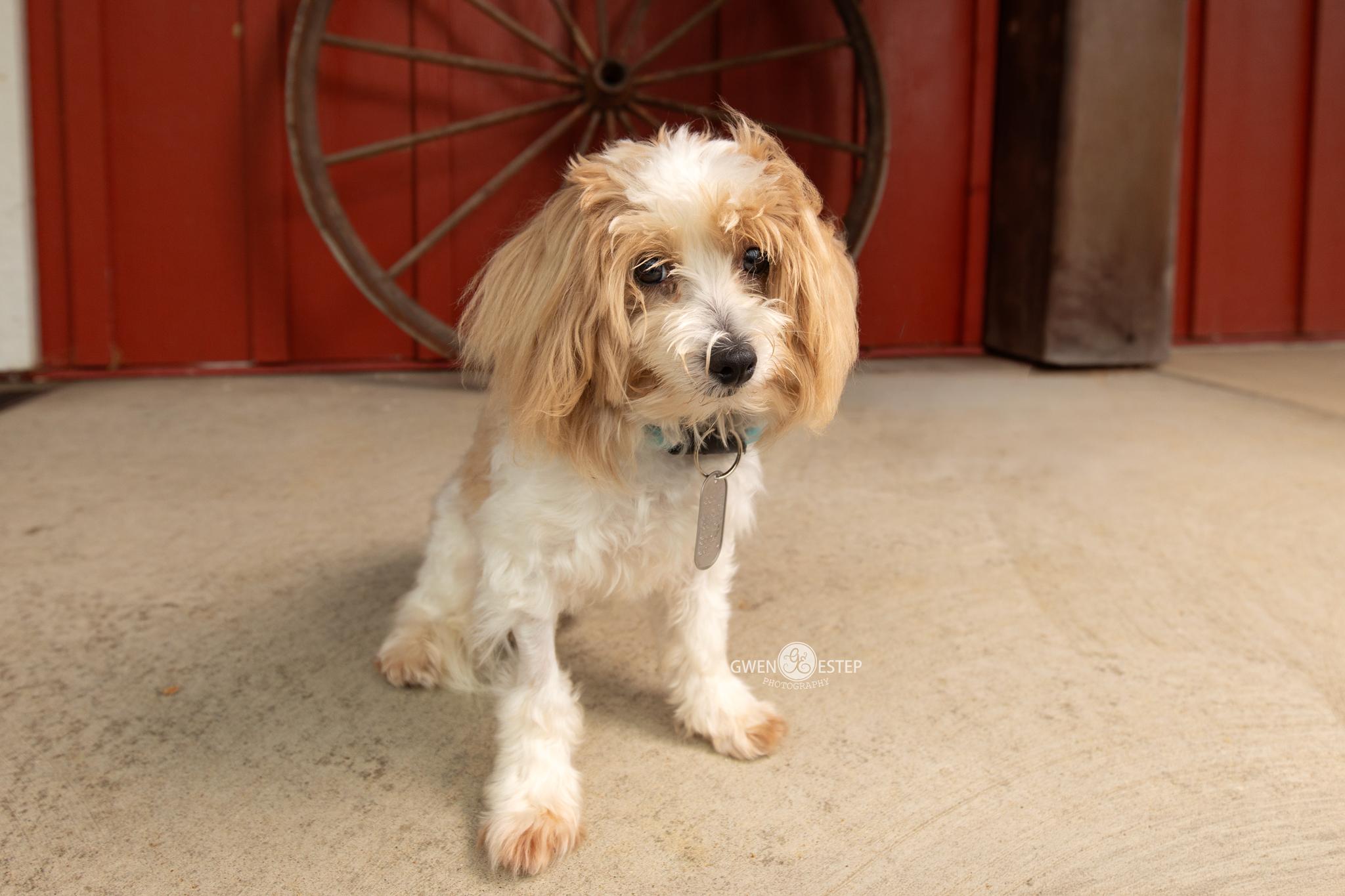 Enlarge Jubilee, a Adopted mixed breed in Dayton, OH image 4/6