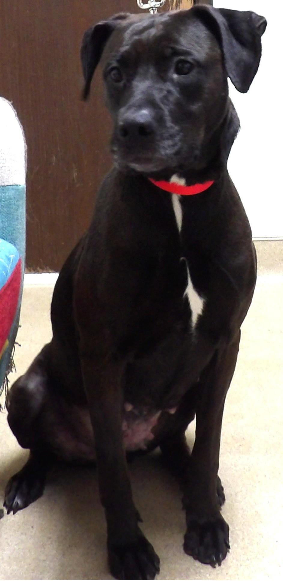 Myah, ADOPTABLE, Adult Female Mixed Breed.