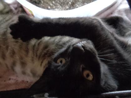 Indigil (Biko), Adoptable, Senior Male Domestic Short Hair & Domestic Short Hair.