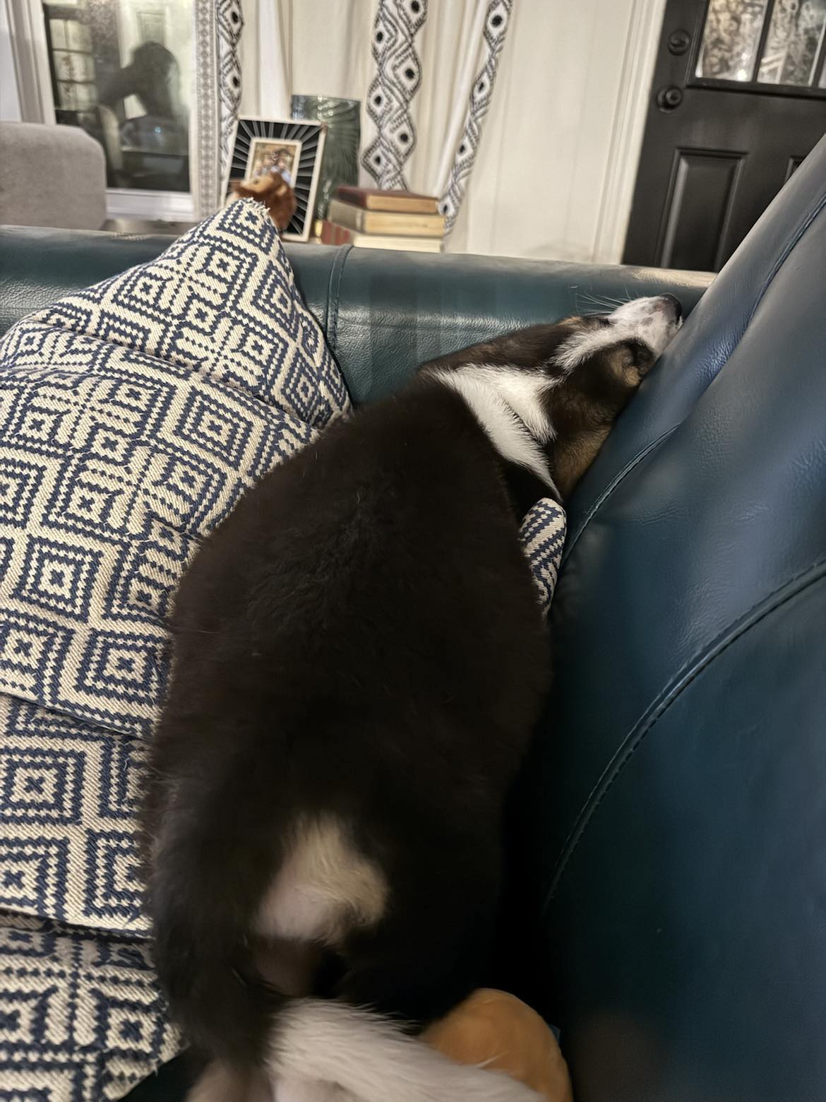 Skylar, Adopted, Puppy Female Australian Shepherd.