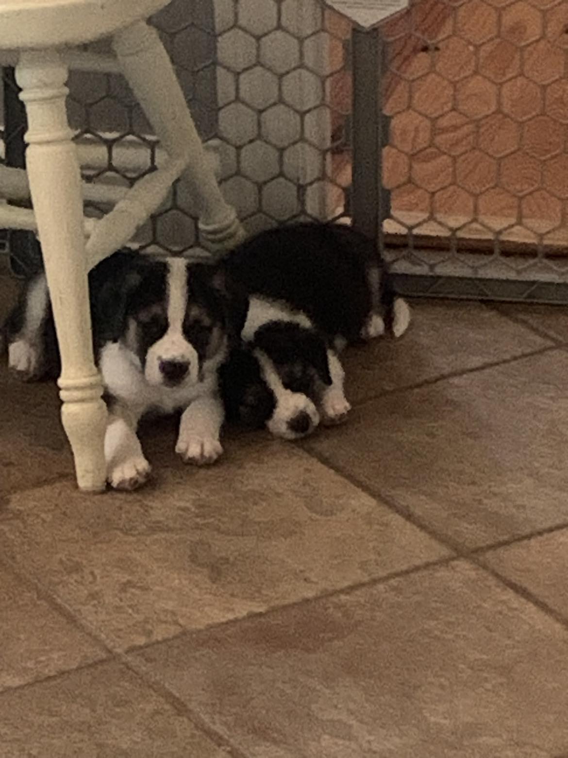 Enlarge Skylar, a Adopted Australian Shepherd in Enfield , CT image 4/6