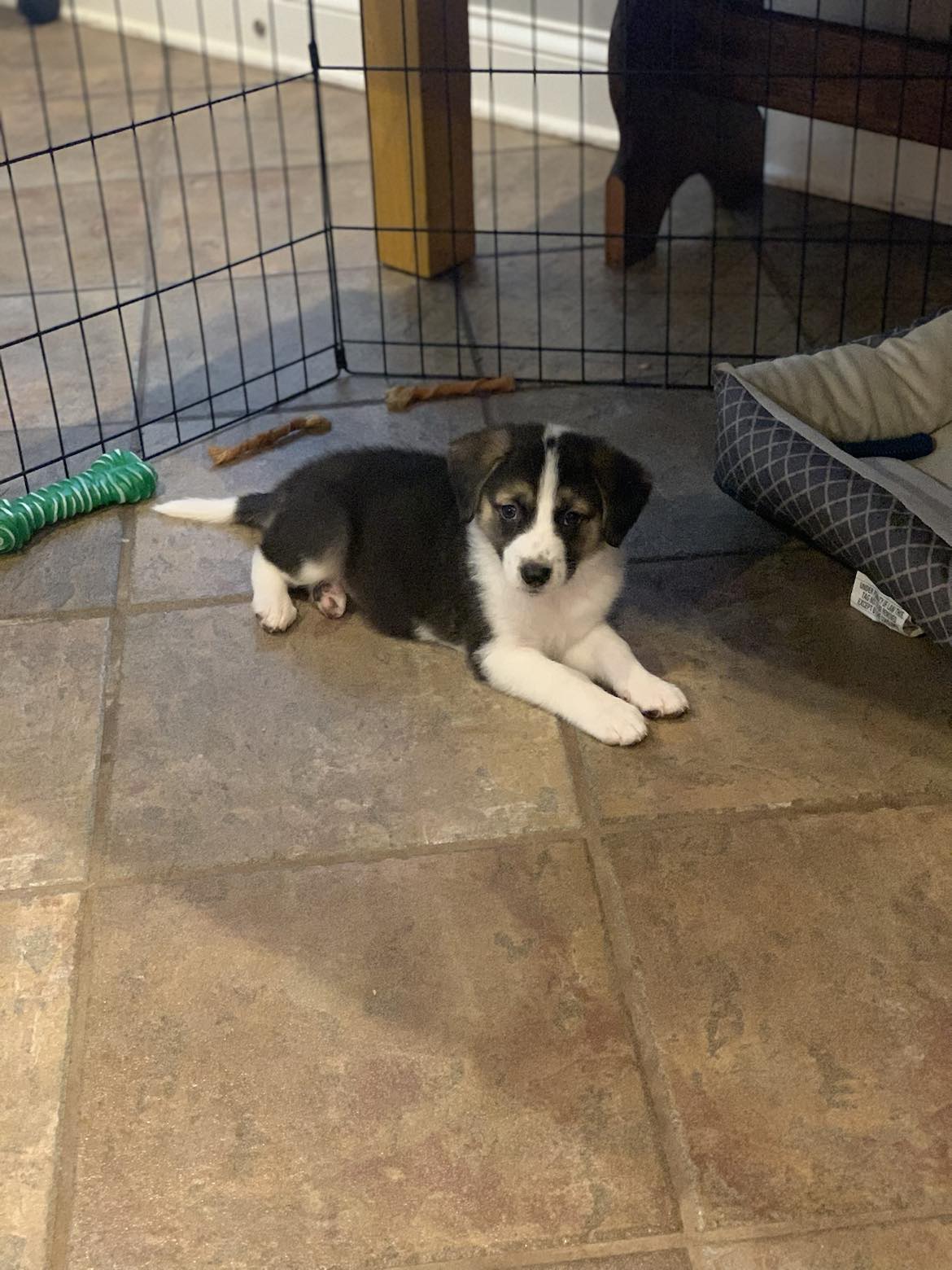 Enlarge Skylar, a Adopted Australian Shepherd in Enfield , CT image 3/6