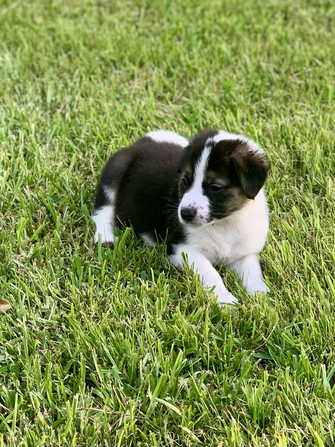 Skylar, Adopted, Puppy Female Australian Shepherd.