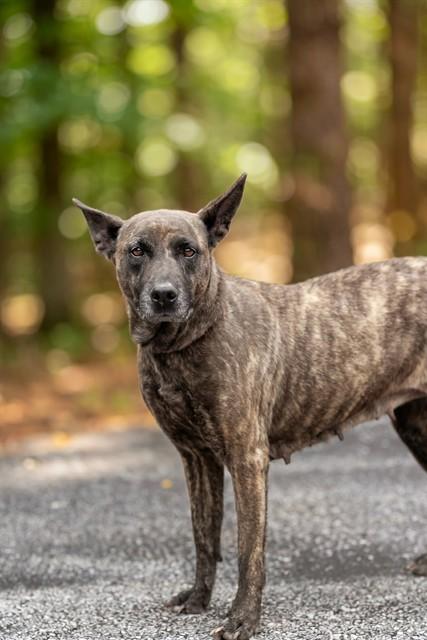 BELLA, Adoptable, Adult Female Belgian Shepherd / Malinois & Mixed Breed.