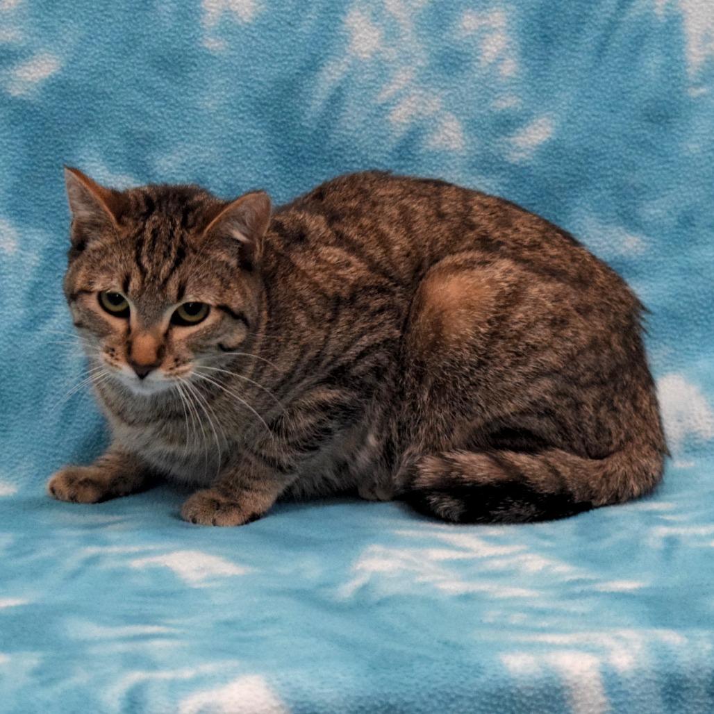 Julie, Adoptable, Young Female Domestic Short Hair.