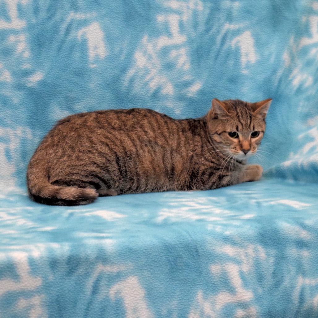 Julie, a Adoptable Domestic Short Hair in Eureka, CA image 2/3