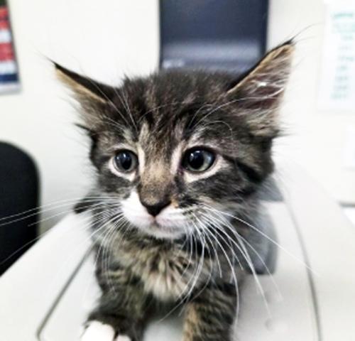 SOUFFLE - MY ADOPTION FEE IS HALF OFF IN JUNE, adopted, Kitten Male Domestic Medium Hair.
