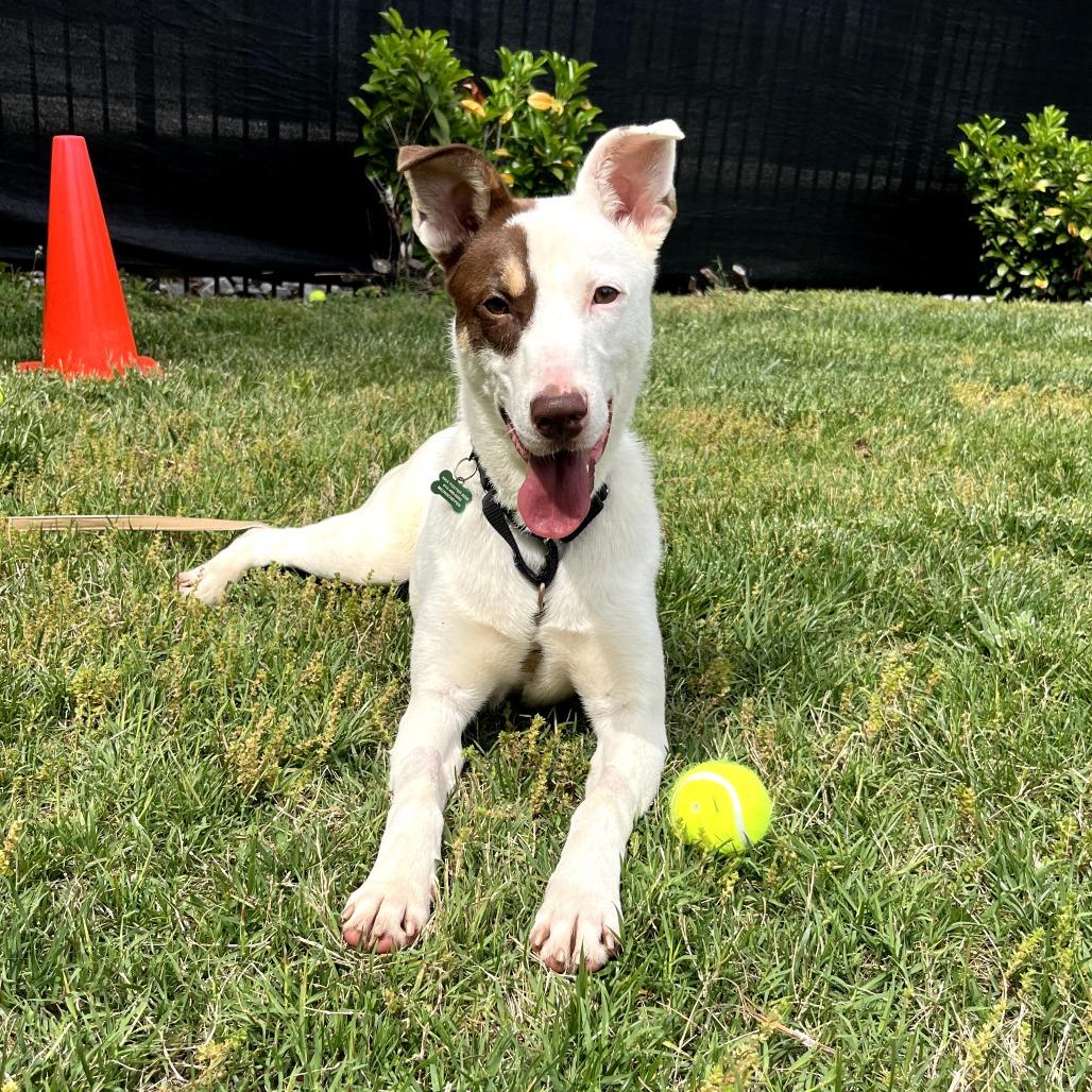 Enlarge Claire, a Adoptable mixed breed in Nashville, TN image 3/6