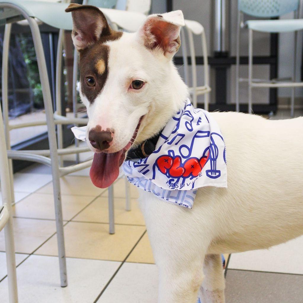 Enlarge Claire, a Adoptable mixed breed in Nashville, TN image 4/6