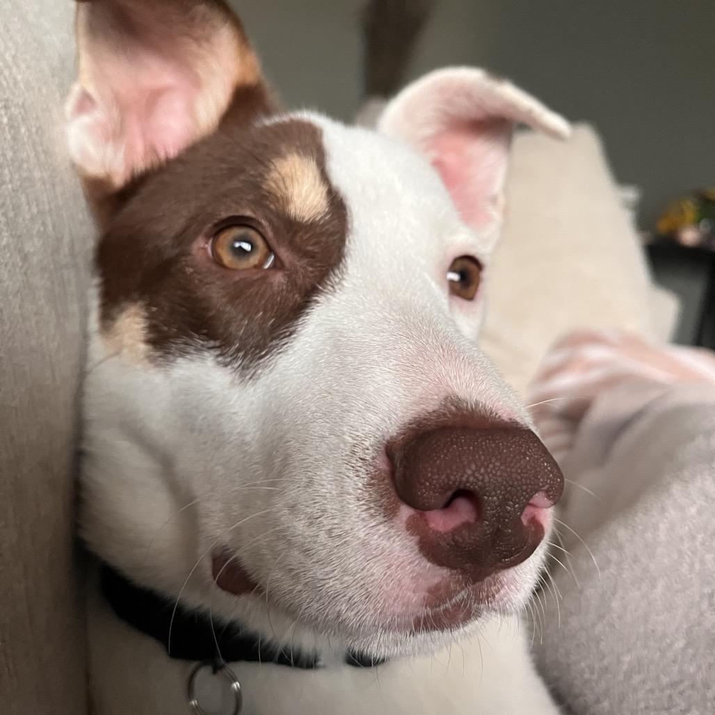 Enlarge Claire, a Adoptable mixed breed in Nashville, TN image 6/6